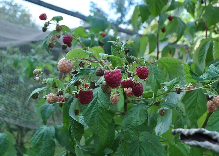 Cramer Bed & Breakfast Guest house